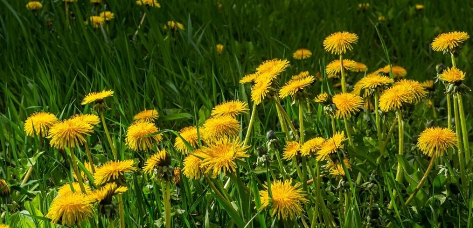 dandelion