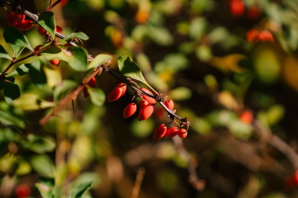berberine