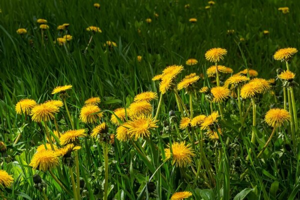 dandelion